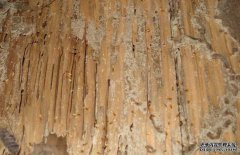 白蟻的生活環(huán)境是怎樣的？
