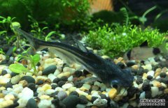 鸚鵡魚(yú)和什么魚(yú)混養(yǎng)好？