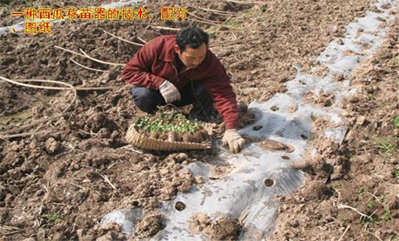 放苗、間苗、補(bǔ)苗