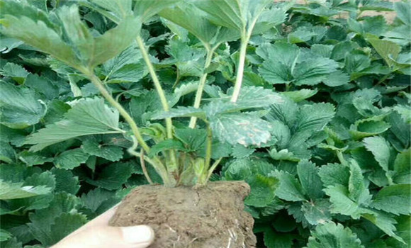 怎樣起草莓苗，如何包裝運(yùn)輸和貯藏