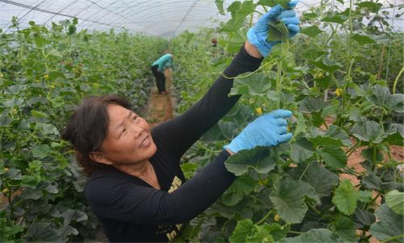 大棚香甜瓜的的整枝、抹叉