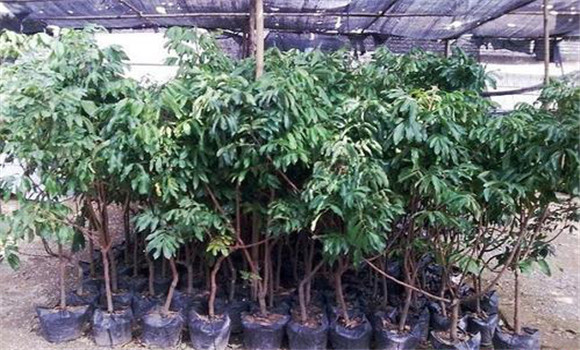 龍眼樹的栽植技術
