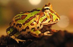 角蛙的飼養(yǎng)方法，角蛙如何飼養(yǎng)
