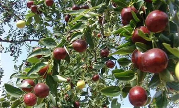棗樹(shù)裂果病怎樣防治