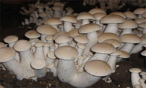 福菇肽有哪些作用，怎樣施用