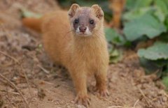 黃大仙是什么動物，黃鼠狼為什么叫黃大仙