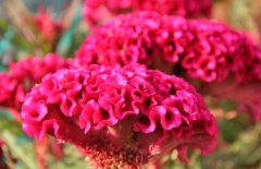 雞冠花治婦科病嗎，它有哪些作用