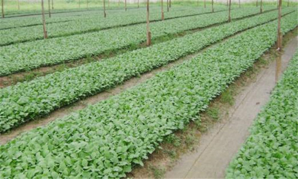 番茄、辣椒和茄子的育苗技術(shù)有什么不同之處