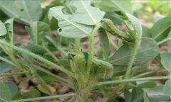 菜螟在什么條件下發(fā)生嚴重，菜螟怎樣防治