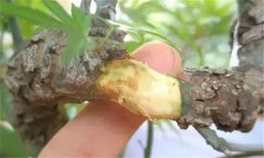 果樹去皮貼接的方法、步驟及其技術(shù)特點