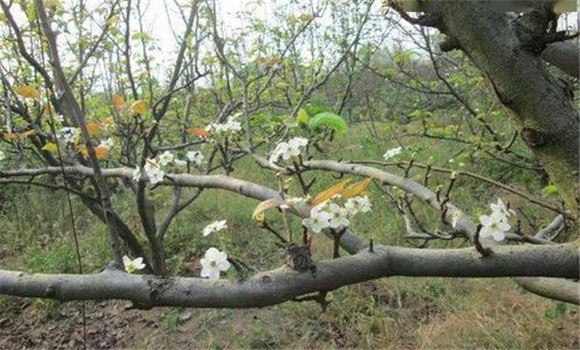 成年果樹(shù)夏、秋季開(kāi)花的原因
