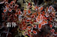 霜降的節(jié)氣由來，介紹關(guān)于霜降節(jié)氣的民間風(fēng)俗