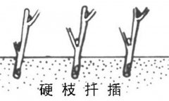如何繁殖黑豆果 黑豆果硬枝扦插、綠枝扦插方法