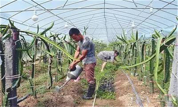 火龍果澆水技術