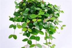 適合吊盆栽植的花卉有哪些，吊盆植物有哪些？