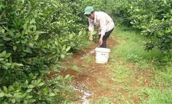 秋季宜增施磷、鋅肥