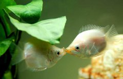 接吻魚好不好養(yǎng)殖，接吻魚怎么養(yǎng)才好？