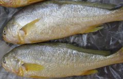 黃花魚(yú)能人工養(yǎng)殖嗎？