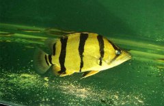 虎魚和什么魚混養(yǎng)，虎魚混養(yǎng)注意事項