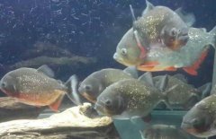 紅腹水虎魚吃什么，紅腹水虎魚怎么養(yǎng)？