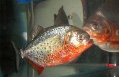 水虎魚怎么養(yǎng)，水虎魚的養(yǎng)殖方法