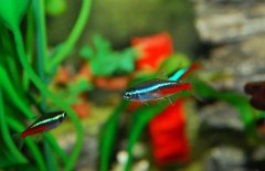 紅綠燈魚吃什么食物？紅綠燈魚怎么養(yǎng)殖好