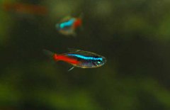 霓虹燈魚怎么養(yǎng)？霓虹燈魚形態(tài)特征