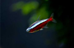 寶蓮燈魚怎么養(yǎng)？寶蓮燈魚形態(tài)特征