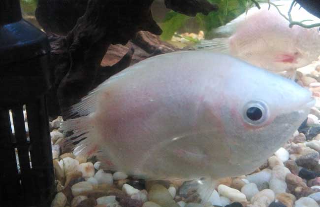 接吻魚(yú)為什么接吻？
