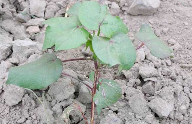 棉花管理技術