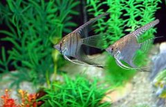 神仙魚(yú)怎么分公母，神仙魚(yú)性別如何鑒別