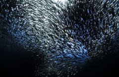 沙丁魚(yú)是深海魚(yú)嗎，常見(jiàn)深海魚(yú)有哪些？