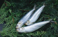 沙丁魚(yú)是什么魚(yú)，沙丁魚(yú)產(chǎn)地哪里？