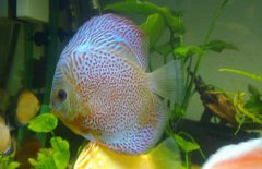 七彩神仙魚(yú)混養(yǎng)什么魚(yú)好 七彩神仙魚(yú)怎么養(yǎng)？