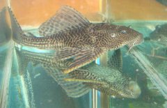 清道夫魚怎么繁殖？