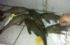 清道夫魚和什么混養(yǎng)？