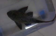 清道夫魚怎么飼養(yǎng)？