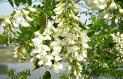 孕婦能吃槐花嗎？