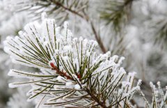 雪松和云杉的區(qū)別你知道嗎？