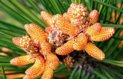 松花粉能減肥嗎？