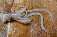 魷魚(yú)和什么相克？