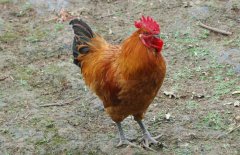 公雞為什么打鳴？