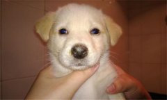 犬瘟熱的癥狀有哪些？犬瘟熱的防治與預(yù)防方法