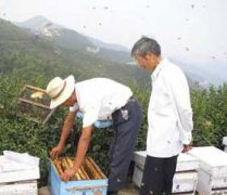 養(yǎng)蜂八月秋繁要注意些什么？