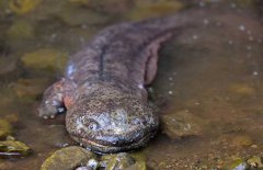 大鯢是什么動物、是幾級保護(hù)動物？