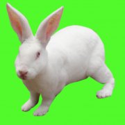 獺兔飼養(yǎng)管理技術的難點和重點，共六點