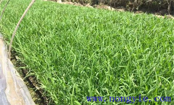 大棚黃瓜、水稻、菠菜高效種植模式簡介