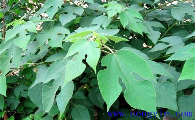 構(gòu)樹(shù)的生長(zhǎng)習(xí)性及園林用途