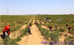 種植枸杞怎樣進(jìn)行土壤與施肥的管理？