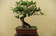 家庭陽臺盆栽桂花如何養(yǎng)護(hù)？